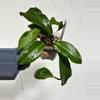 plant/3” Hoya merrillii (Long Leaf)-0-thumbnail