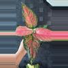 plant/Aglo Pink Lady Valentine-0-thumbnail