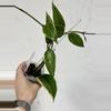 plant/3” Hoya latifolia (fka macrophylla Albomarginata)-0-thumbnail