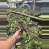 plant/Hoya towutiensis Exact plant-0-thumbnail