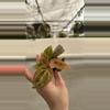 plant/PS-3056 Anthurium ‘Arnold Schwarzenegger’ x ‘Chuck Norris’-0-thumbnail