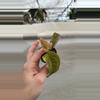 plant/PS-3055 Anthurium ‘Arnold Schwarzenegger’ x ‘Chuck Norris’-1-thumbnail