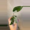 plant/Odora blizzard pup-0-thumbnail