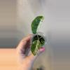 plant/Odora blizzard-0-thumbnail