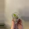 plant/Alocasia lauterbachiana mint-0-thumbnail