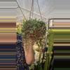 plant/Ruby Necklace Othono Campiensis 6” pot-0-thumbnail