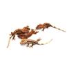 plant/High End Baby Crested Gecko-0-thumbnail