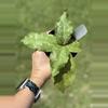 plant/Hoya undulata (exact plant)-0-thumbnail