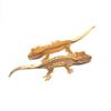 plant/Quadstripe Baby Crested Gecko-0-thumbnail
