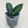 plant/Dischidia Lancifolia-0-thumbnail