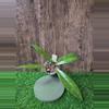 plant/Hoya Pubicalyx Silver Splash Cuttings (NO ROOTS) #2-1-thumbnail