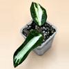 plant/Hoya Latifolia Queensy-0-thumbnail