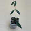 plant/Hoya sp. Sumatra small leaves-0-thumbnail