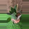 plant/Scindapsus treubii dark form 5"-1-thumbnail