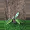 plant/Hoya Pubicalyx Silver Splash Cuttings (NO ROOTS) #2-5-thumbnail