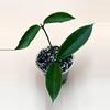 plant/Aff Pubicalyx sp. Baggao-0-thumbnail