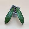 plant/Hoya Clemensorium sp. Sumatra-0-thumbnail