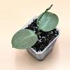 plant/Verticillata Silver Heart-0-thumbnail