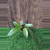 plant/Hoya Pubicalyx Silver Splash Cuttings (NO ROOTS) #2-2-thumbnail