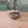 plant/Alocasia Varigated Frydek Corm Sprouts-1-thumbnail