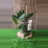 plant/Scindapsus treubii dark form 5"-0-thumbnail