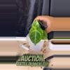 plant/389 magna x KOS-0-thumbnail