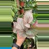 plant/PS-3088 Begonia U093-0-thumbnail