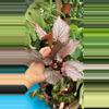 plant/PS-3089 Begonia U549-0-thumbnail