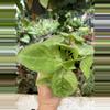 plant/PS-3177 Syngonium chiapense ‘Frosted Heart’-0-thumbnail