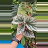 plant/PS-3095 Begonia ‘Looking Glass’-0-thumbnail