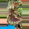 plant/PS-3082 Begonia ‘Steve’s Leaves Midnight Skies’-0-thumbnail