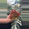 plant/PS-3144 B. ‘Steve’s Leaves Baltic Amber’-0-thumbnail