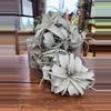 plant/Tillandsia Xerographica (air plant)-0-thumbnail