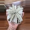 plant/Tillandsia Xerographica (air plant)-1-thumbnail