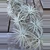 plant/Small Tillandsia Tectorum Ecuador-0-thumbnail