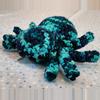 plant/Siesta Spider-1-thumbnail