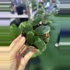 plant/0038 hoya rotundiflora-0-thumbnail