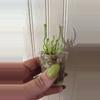 plant/Saracenia leucophylla White Form-0-thumbnail