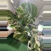plant/1774 monstera albo-0-thumbnail