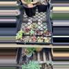 plant/Fairy pots-0-thumbnail