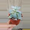 plant/Stretchy Echies-0-thumbnail