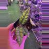 plant/Hoya calystophyllia black magic 1534-0-thumbnail