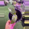 plant/0029 epiprennum grren-0-thumbnail