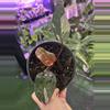 plant/0035 philodendron ppp-0-thumbnail