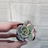 plant/Variegated succulent-0-thumbnail