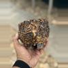 plant/Tiger 4.5x4.25H-0-thumbnail