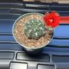 plant/Gymno baldianum-0-thumbnail