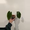 plant/Anthurium NOID-0-thumbnail