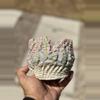 plant/Cotton candy 4.75x4H-0-thumbnail