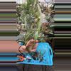 plant/Lepismium Cruciforme Spiralis-0-thumbnail